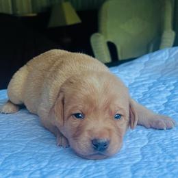 Light pink - Yellow female Labrador Retriever puppy in Monticello, Georgia from Hollow Meadows Retrievers