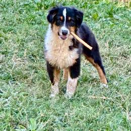 Jovi - Black tri male Miniature American Shepherd puppy in Harmony, North Carolina from Carolina Pride Miniature American Shepherds