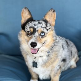 Merle - Pembroke Welsh Corgi