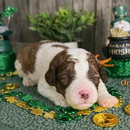Ivy-orange collar - Mahogany and white female Saint Berdoodle puppy in Paw Paw, Michigan from ProAct Canines
