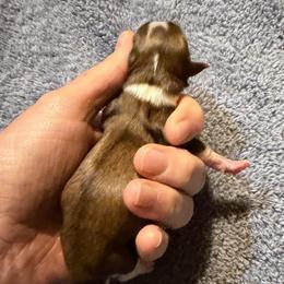 Chiquita - Black sabled fawn female Chihuahua puppy in Seneca, Missouri from Stephanie’s Puppy Colony
