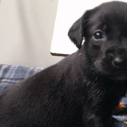 Girl 2 - Black Labrador Retriever puppy in Hilliards, Pennsylvania from Del-Star Kennels