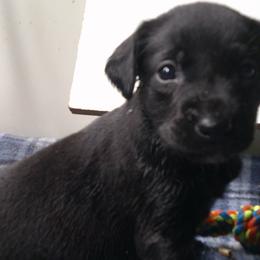 Girl 2 - Black Labrador Retriever puppy in Hilliards, Pennsylvania from Del-Star Kennels