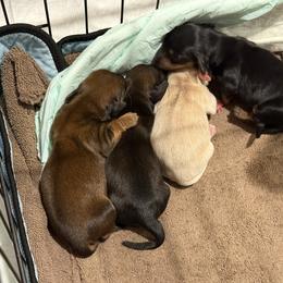Gus - Black and tan male Dachshund puppy in Delta, Utah from Bab's Wiggles and Wags