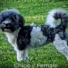 Havanese from 7th Heaven Havanese of Texas