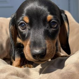 Dachshund Puppies from Maisy & Meg