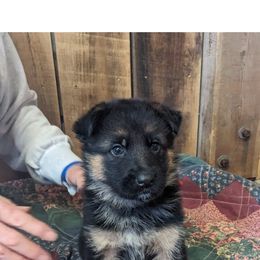 Zeus - German Shepherd puppy in Chapel Hill, Tennessee from Black Swan German Shepherd Dog