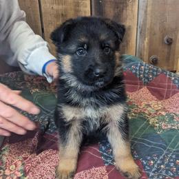 Zeus - German Shepherd puppy in Chapel Hill, Tennessee from Black Swan German Shepherd Dog