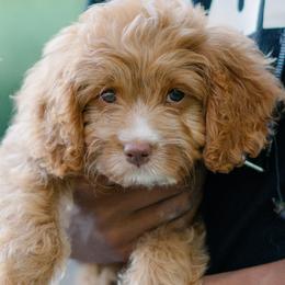 Harper - Cavapoo