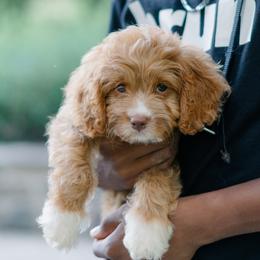 Harper - Cavapoo