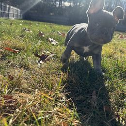 French Bulldog Puppies from Wyatt and co Frenchies