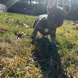 French Bulldog Puppies from Wyatt and co Frenchies