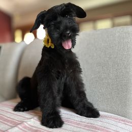 Girl 3 - Black female Giant Schnauzer puppy in Wildomar, California from My Angel Schnauzers