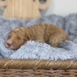 Canyon-Orange Collar - Red male Bernedoodle puppy in Oak Hills, California from High Desert Doodles