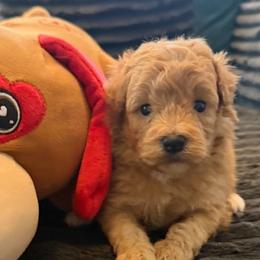 Alan - Apricot male Goldendoodle puppy in Pensacola, Florida from Goldendoodles Love You in Pensacola Friend Edition