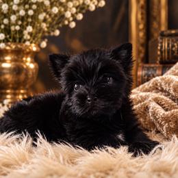 Russian Salon Dog and Yorkshire Terrier Puppies from Hunting Hills Petit Luxe Babydolls
