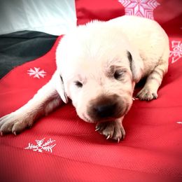 Labrador Retriever Puppies from Frost Creek Ranch