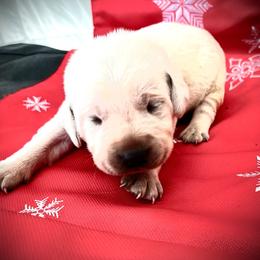 Labrador Retriever Puppies from Frost Creek Ranch
