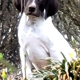 German Shorthaired Pointers from Von Ruann's  GSP's