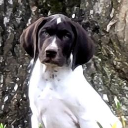 German Shorthaired Pointers from Von Ruann's  GSP's