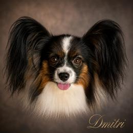 Dmitri - Papillon