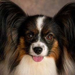 Dmitri - Papillon