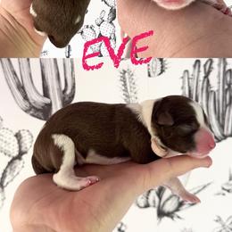 Eve - Red female Border Collie puppy in Sanger, California from Flying M Cactus Ranch Buddies
