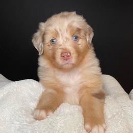 TABITHA - Red merle female Australian Shepherd puppy in Hayward, California from Grissom’s Aussies