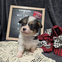 5 purple collar girl - Black and tan female Pembroke Welsh Corgi puppy in Harrisburg, Illinois from Parish Corgis