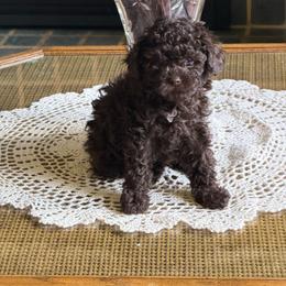 Rooster - Brown male Poodle puppy in Hibbing, Minnesota from South Dakota Poodles