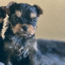 Yorkshire Terriers from Pooch Perfect Puppies