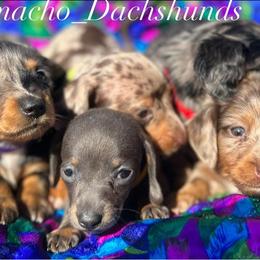 Dachshund Puppies from Camacho_Dachshunds