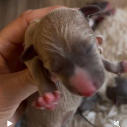 Biscotti - Blue fawn male Italian Greyhound puppy in Southwest Florida, Florida from Woofford Italian Greyhounds