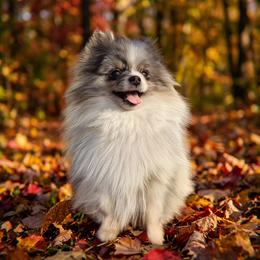 Aurora - Pomeranian