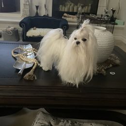 Agatha - Maltese