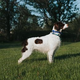 Brittanys from Aviary Kennels