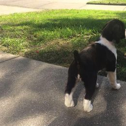 English Springer Spaniels from Bonita Springers