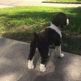 English Springer Spaniels from Bonita Springers