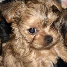 Honey pot CKC - Gold female Yorkshire Terrier puppy in Cape Coral, Florida from Katherine’s Yorkies and Poodles