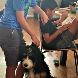 Bernedoodle Puppies from Beary Sweet Doodles