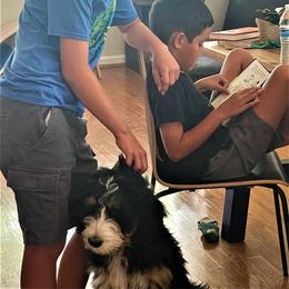 Bernedoodle Puppies from Beary Sweet Doodles