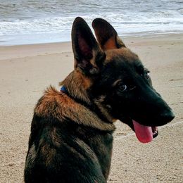 German Shepherd Puppies from Royalty German Shepherds