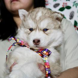 Fiona(S7) - Red and white female Siberian Husky puppy in Lunenburg, Vermont from SNOW WOOLY HUSKY