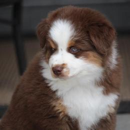 Australian Shepherd and Miniature Australian Shepherd Puppies from Canyon Creek Aussies