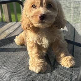 Tan collar - Cream male Cockapoo puppy in Berea, Kentucky from Blair’s Furry Friends