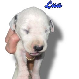 Kentucky - White and black male Dalmatian puppy in Bremen, Georgia from Clark’s Dalmatians