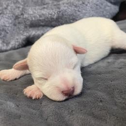 Amy Lee - White female Miniature Schnauzer puppy in Brundidge, Alabama from Deez Pups Magnificent Schnauzers