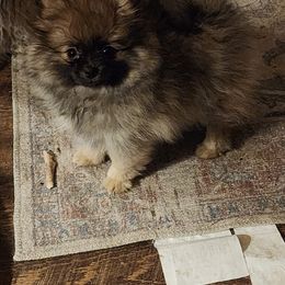 Pomeranian Puppies from POMS USA