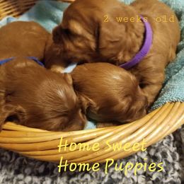 Cavapoo Puppies from Home Sweet Home Puppies
