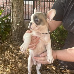 French Bulldog Puppies from Southern Mississippi Frenchies